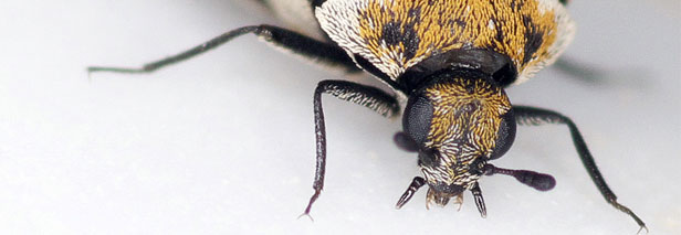 2018.10.23-Use-Entrance-Matting-To-Prevent-Pests