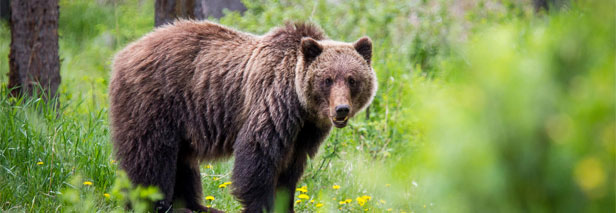 2019.10.01-Grizzly-FX-outlasts-the-competition